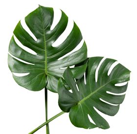 芭蕉叶自然生态海报素材