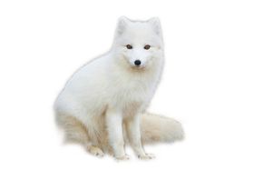 生物世界野生动物狐狸