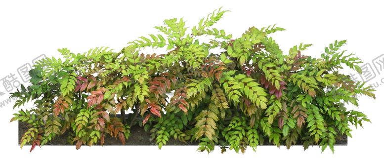 编号：81533210161431012707【酷图网】源文件下载-园林植物