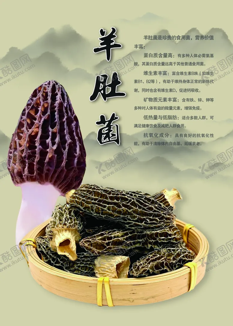 编号：60667602261817279231【酷图网】源文件下载-羊肚菌
