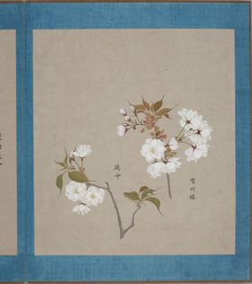 樱花