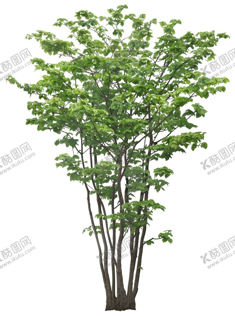 编号：62235006281451183148【酷图网】源文件下载-园林植物
