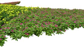 成片花卉