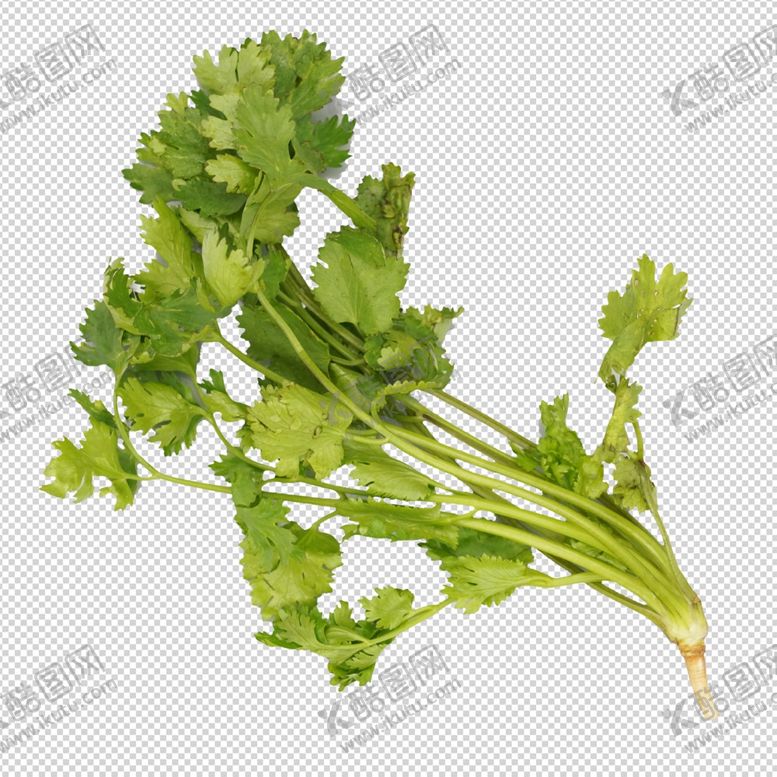 编号：69477905112044501601【酷图网】源文件下载-香菜蔬菜特写蔬菜写真透明