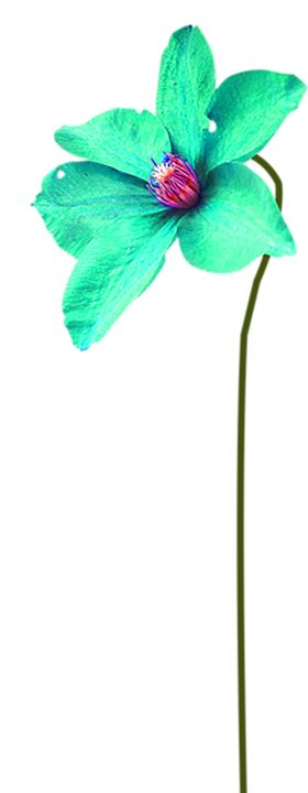 鲜花素材小清新朵百合装饰朵