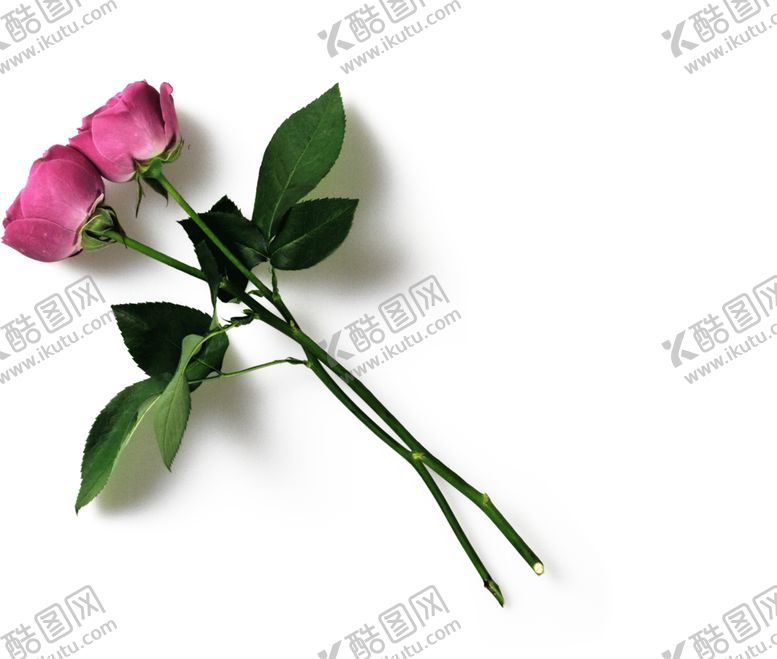 编号：90878510080523297226【酷图网】源文件下载-玫瑰