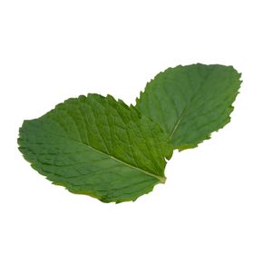 薄荷植物元素