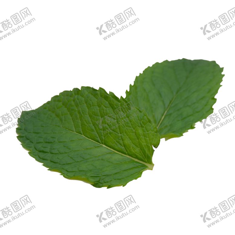 编号：23745307091820458057【酷图网】源文件下载-薄荷植物元素