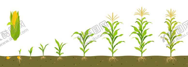 编号：48287912131855153682【酷图网】源文件下载-玉米生长过程