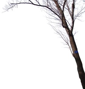前景树