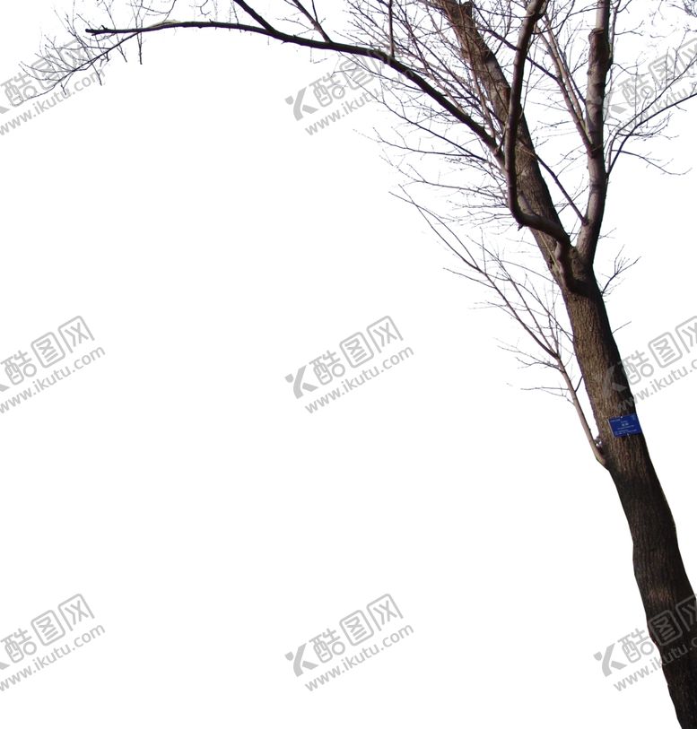 编号：20412409150126263866【酷图网】源文件下载-前景树