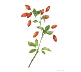 手绘枸杞