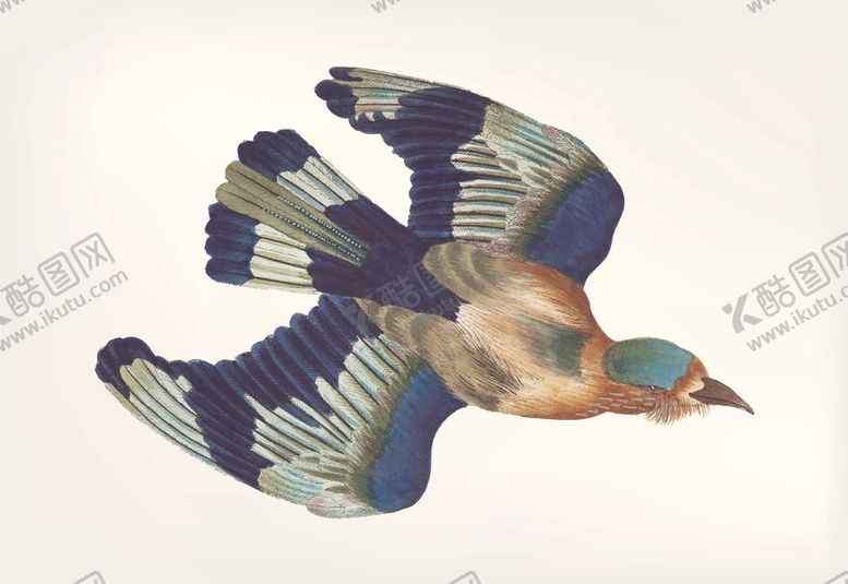 编号：25605110130241305817【酷图网】源文件下载-鸟类