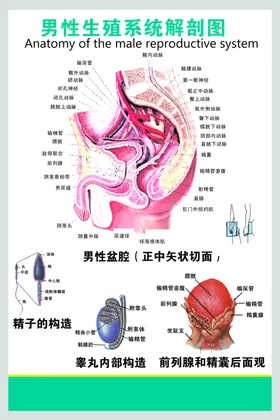 男性生殖系统