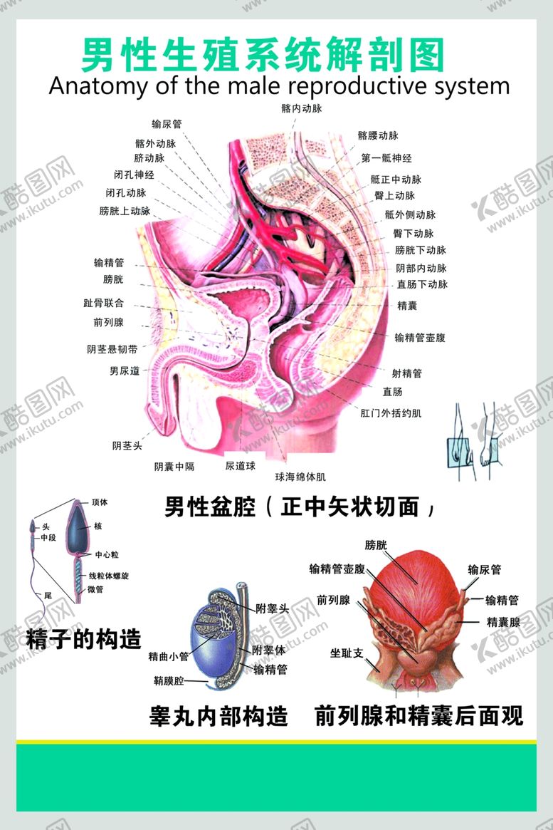 编号：86664709281736153656【酷图网】源文件下载-男性生殖系统