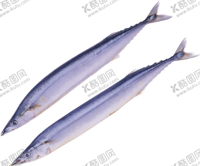 编号：27493006301054078105【酷图网】源文件下载-海洋鱼类图谱