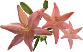 百合