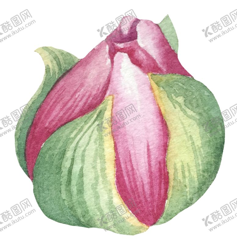 编号：49641906291251066121【酷图网】源文件下载-手绘植物