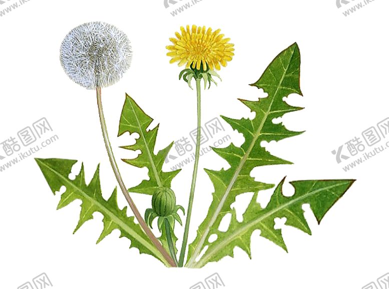 编号：51739609211653544299【酷图网】源文件下载-草本植物药材