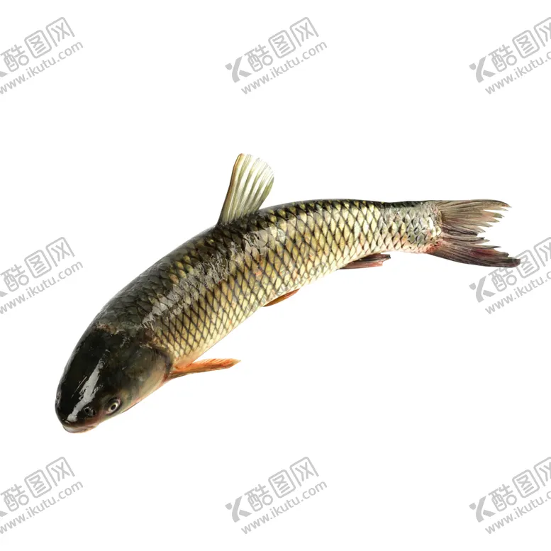 编号：64162006170330549781【酷图网】源文件下载-草鱼水产食材背景海报素材
