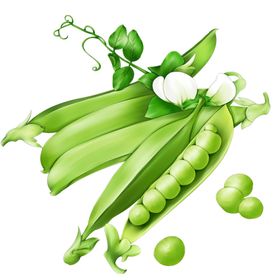 豆角豆荚绿色植物插画装饰素材