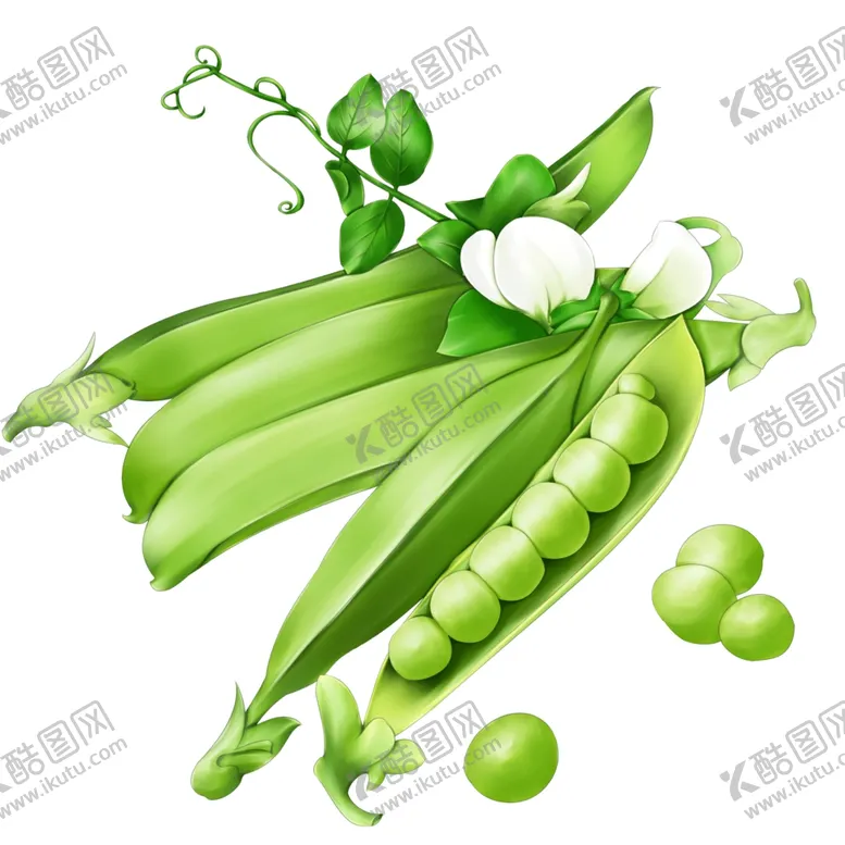 编号：44053510050646427946【酷图网】源文件下载-豆角豆荚绿色植物插画装饰素材