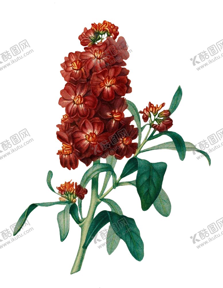 编号：80677509181552106987【酷图网】源文件下载-复古鲜花主题装饰图案