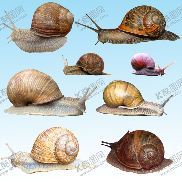 编号：37426309271813355950【酷图网】源文件下载-大蜗牛