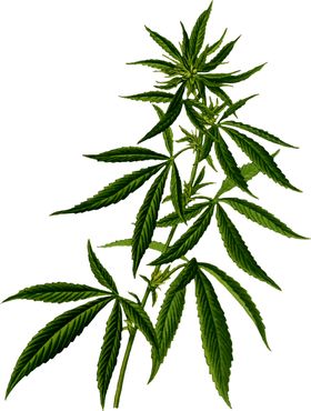 绿色相框欧式边免扣精美花纹边精美边