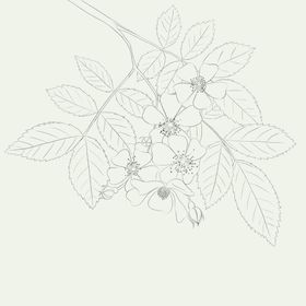 植物素材线稿插画