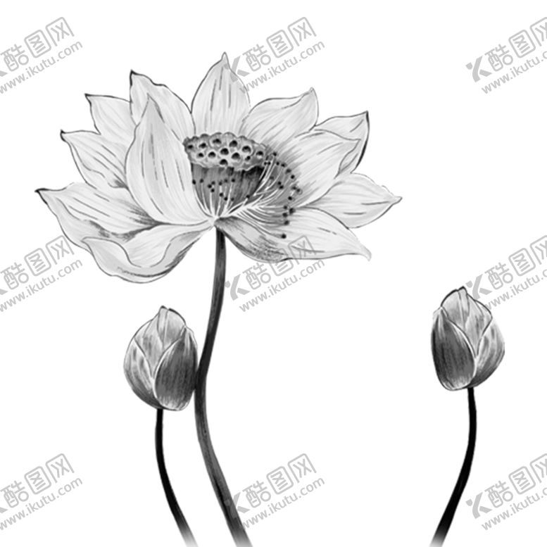 编号：66598312222018373970【酷图网】源文件下载-荷花素材