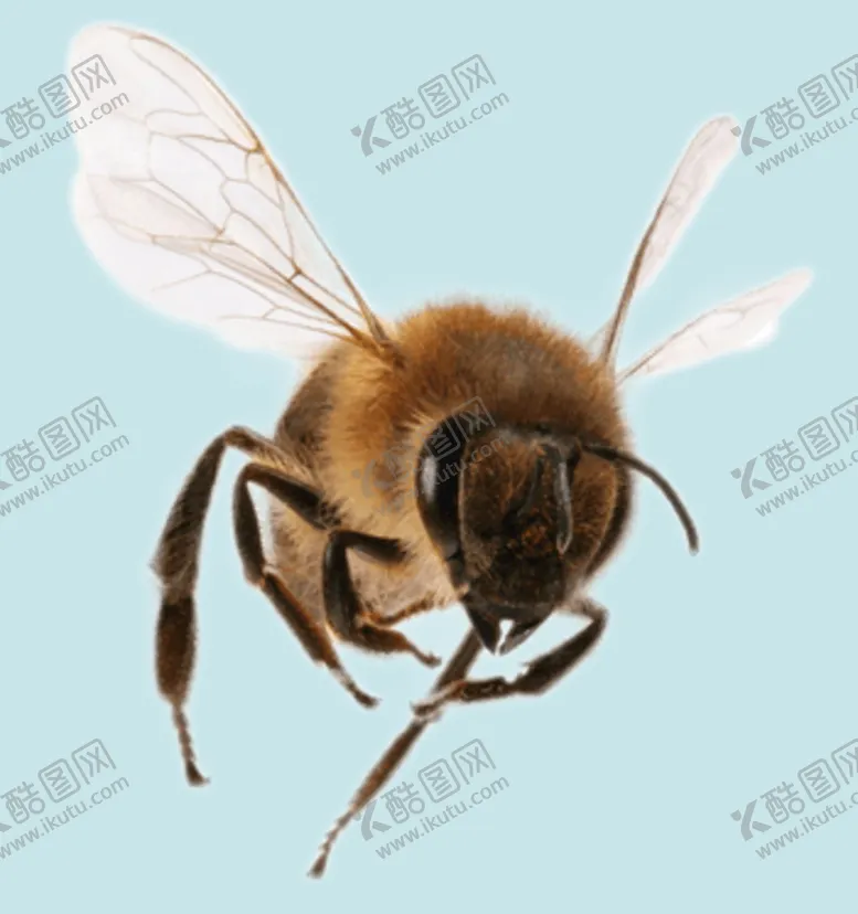 编号：69482709200838372439【酷图网】源文件下载-蜜蜂
