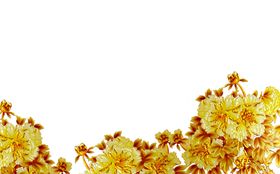 重阳节素材