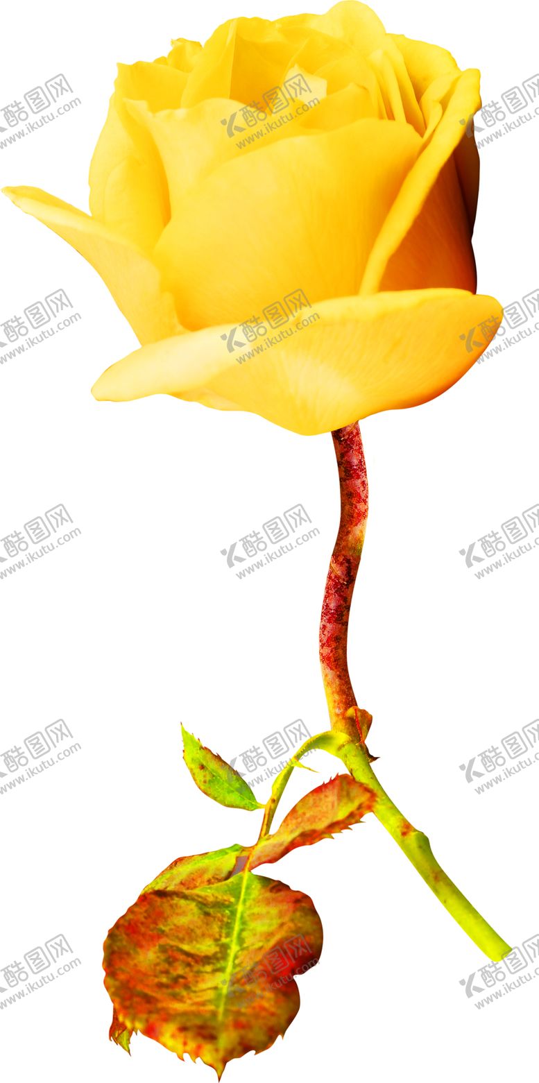 编号：63068909212020104535【酷图网】源文件下载-浪漫素材