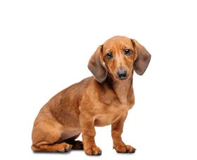 腊肠犬