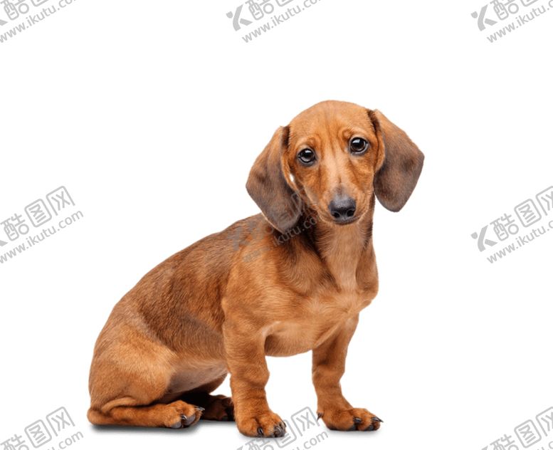 编号：21984310102055408635【酷图网】源文件下载-腊肠犬