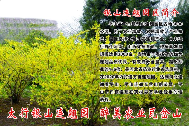 编号：67801210081132466935【酷图网】源文件下载-连翘药材