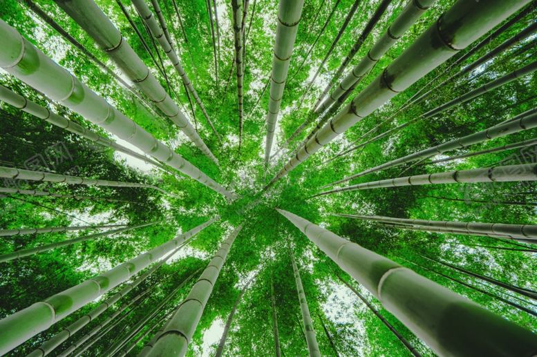 编号：65122409260600287910【酷图网】源文件下载-竹林