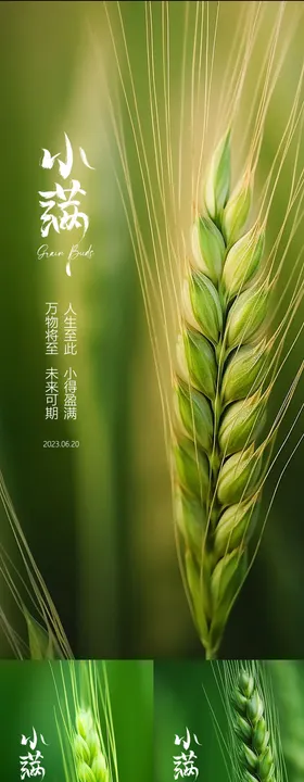 小满节气海报二十四麦穗