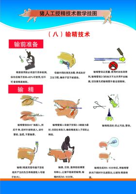 猪受精技术挂图