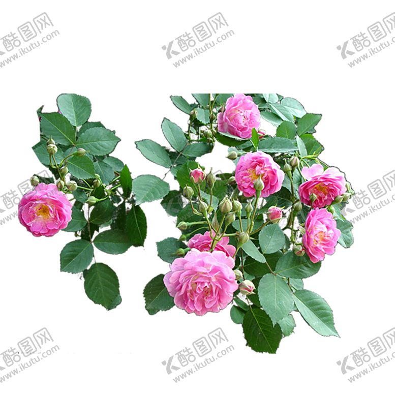 编号：32151209132140167578【酷图网】源文件下载-绿色植物