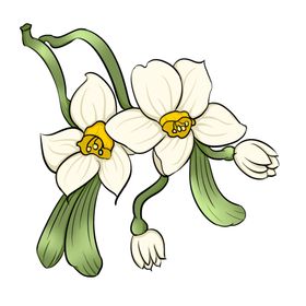 手绘水仙花