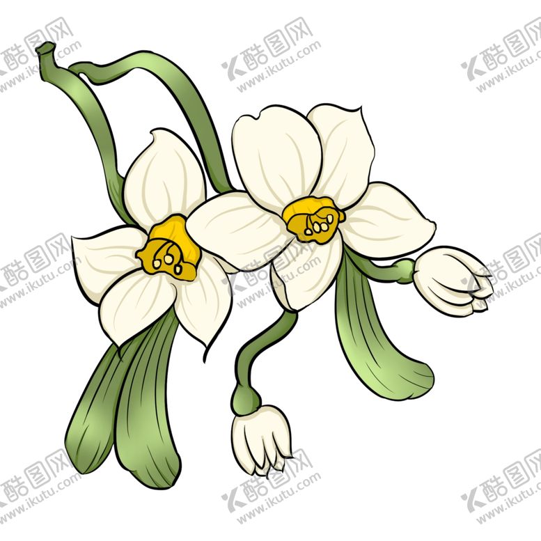 编号：27855210281137271615【酷图网】源文件下载-手绘水仙花