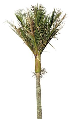 免扣叶类植物素材