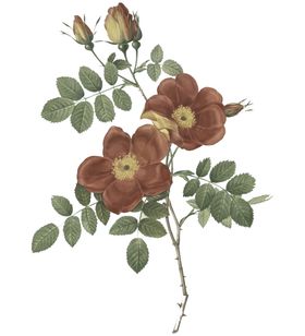 玫瑰花