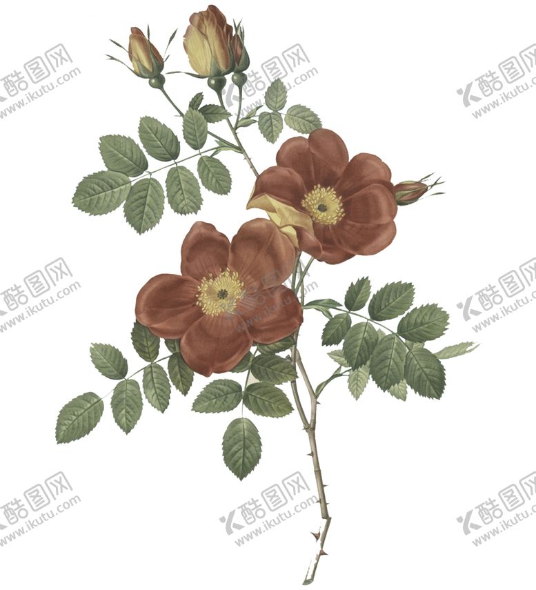 编号：90086205160005471477【酷图网】源文件下载-玫瑰花