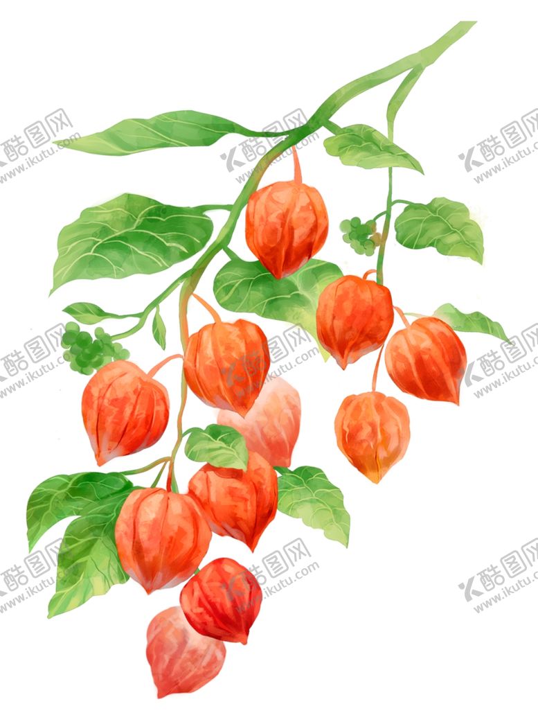 编号：22470310042300121859【酷图网】源文件下载-红色鲜花