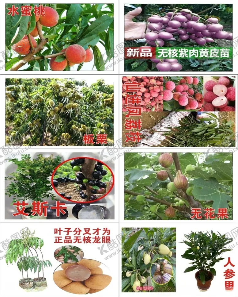 编号：35241512211702322725【酷图网】源文件下载-果苗树吊卡
