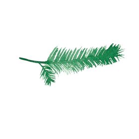 手绘植物