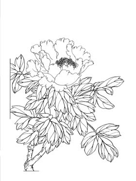 牡丹花